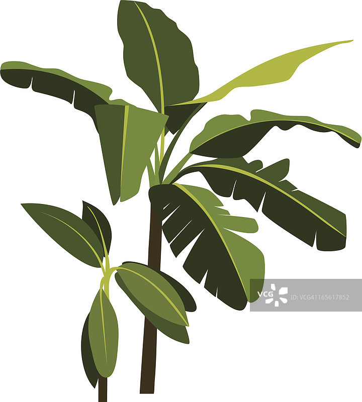 香蕉树图片素材