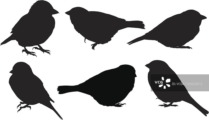 麻雀剪影图片素材