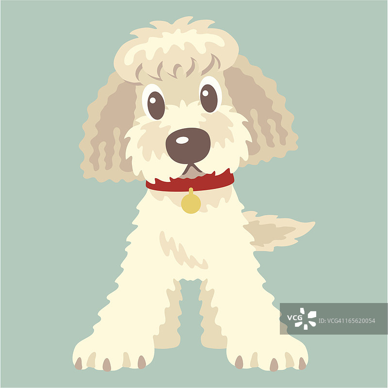 拉布拉多贵宾犬和金毛贵宾犬图片素材