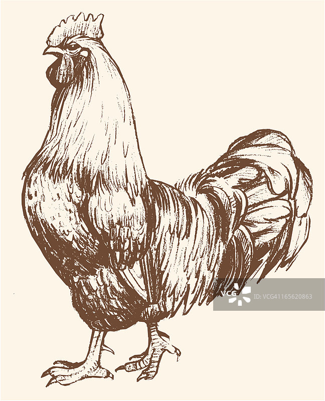 米色背景棕色公鸡素描图片素材