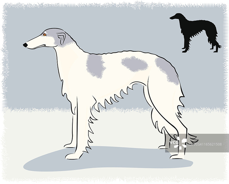 俄罗斯猎狼犬图片素材