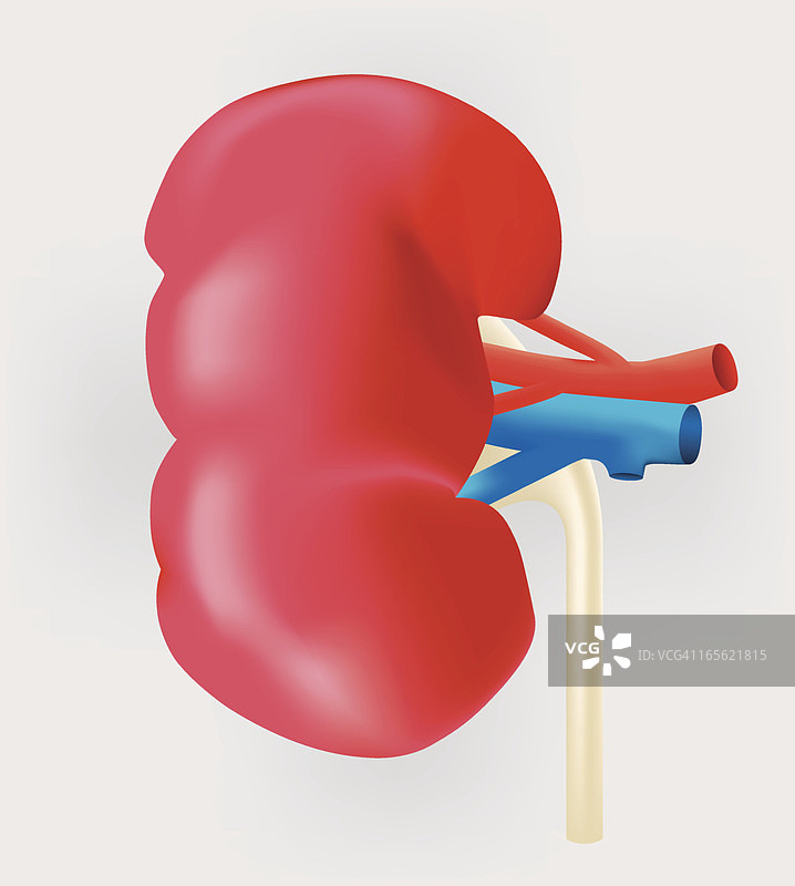 人类肾脏图片素材