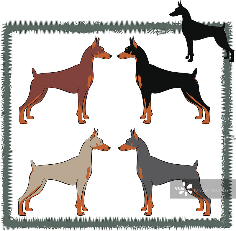 断耳的美国/加拿大杜宾犬图片素材