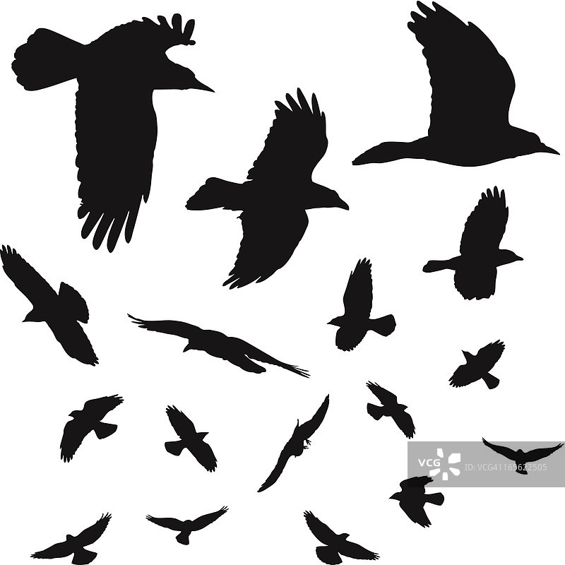 鸟类剪影图片素材