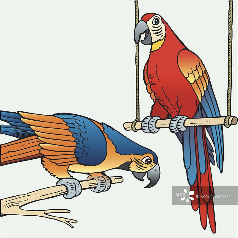 鹦鹉图片素材