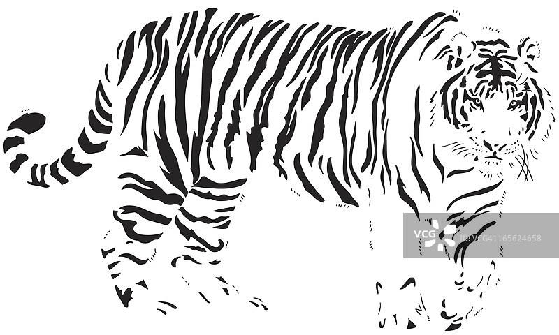 孟加拉虎插画图片素材