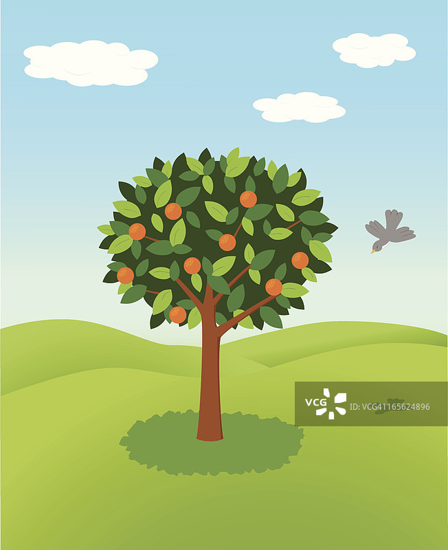 橙树图片素材