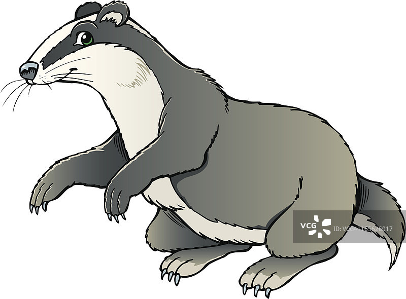 獾图片素材