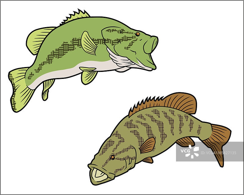大口黑鲈和小口黑鲈图片素材