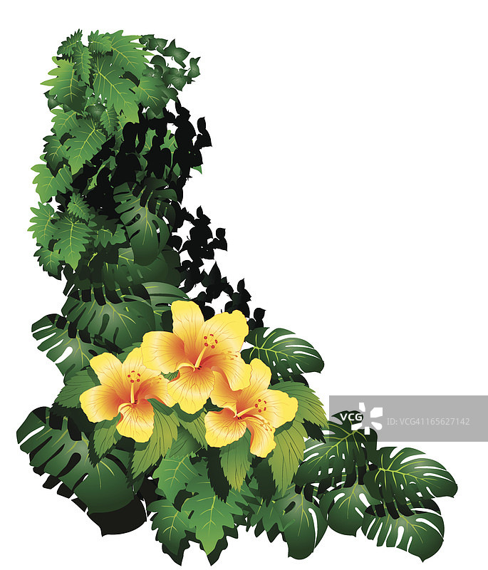 夏威夷朱槿图片素材