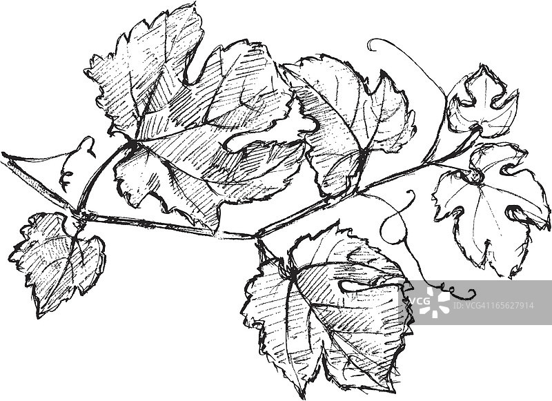 赤霞珠葡萄藤图片素材