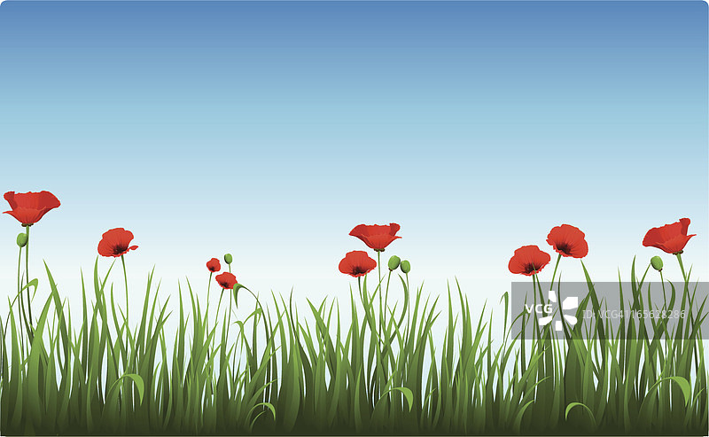 晴朗早晨天空中的虞美人图片素材