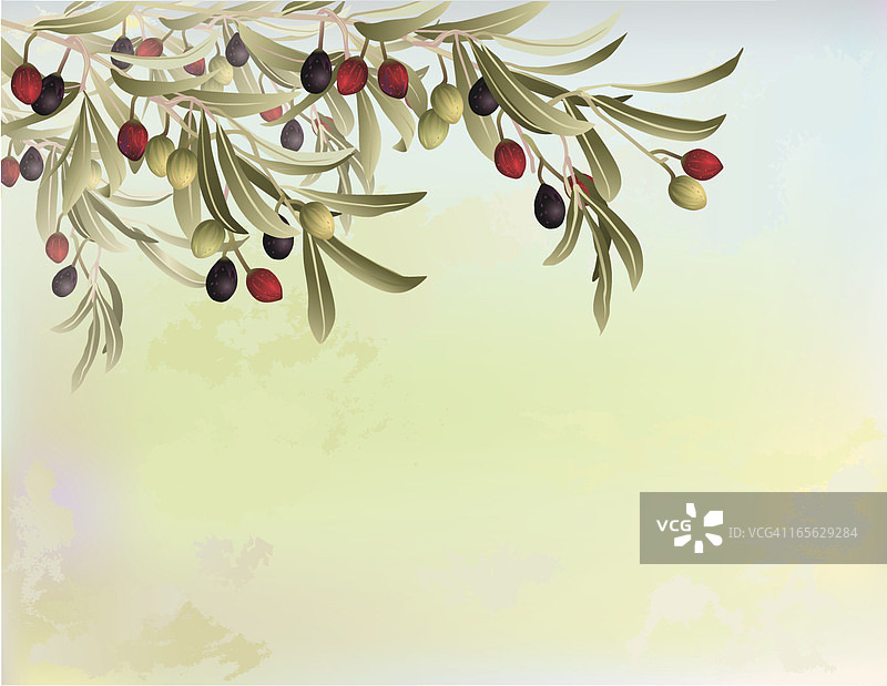 抽象背景上的橄榄树枝图片素材