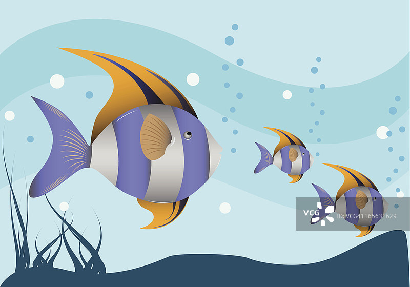 热带鱼图片素材