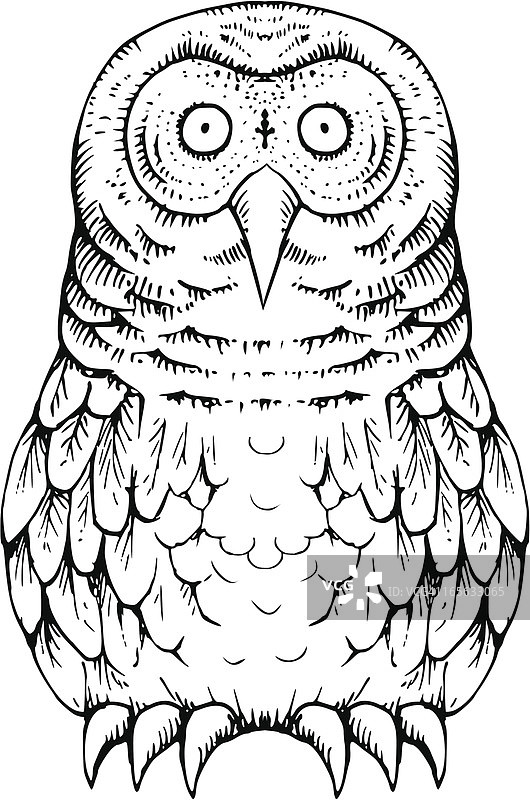 猫头鹰图片素材