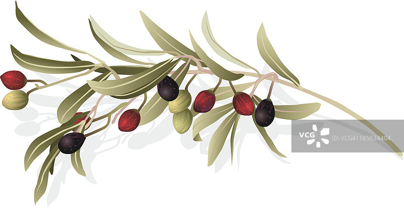 橄榄枝图片素材