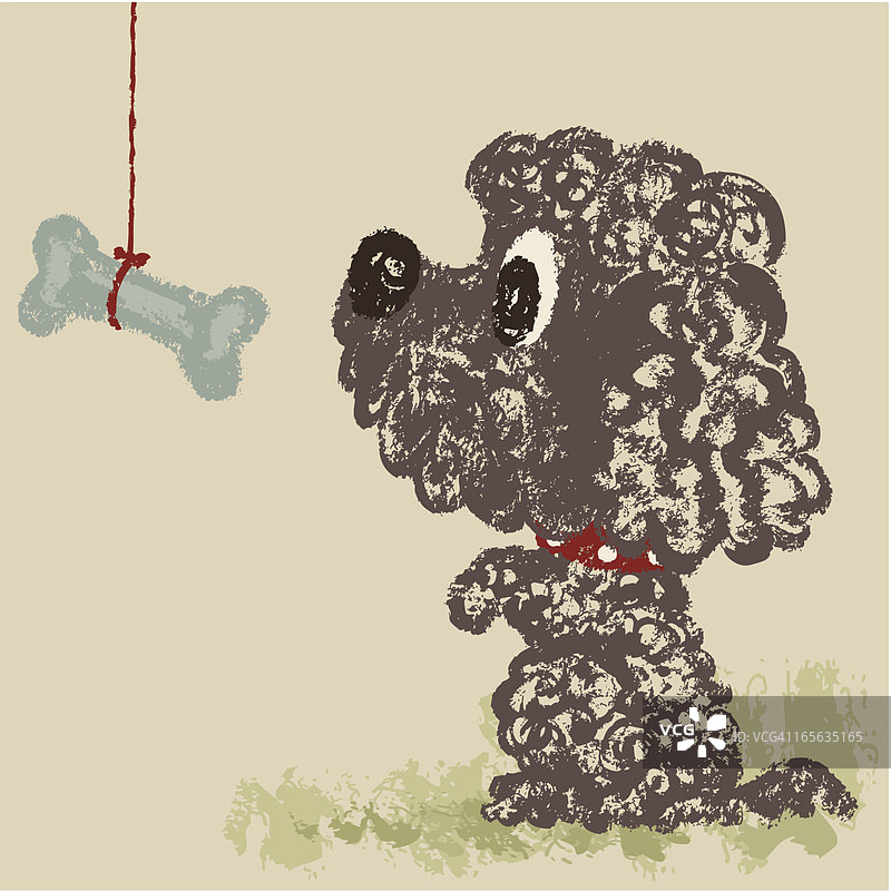 葡萄牙水犬图片素材