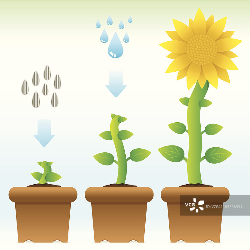 向日葵幼苗图片素材