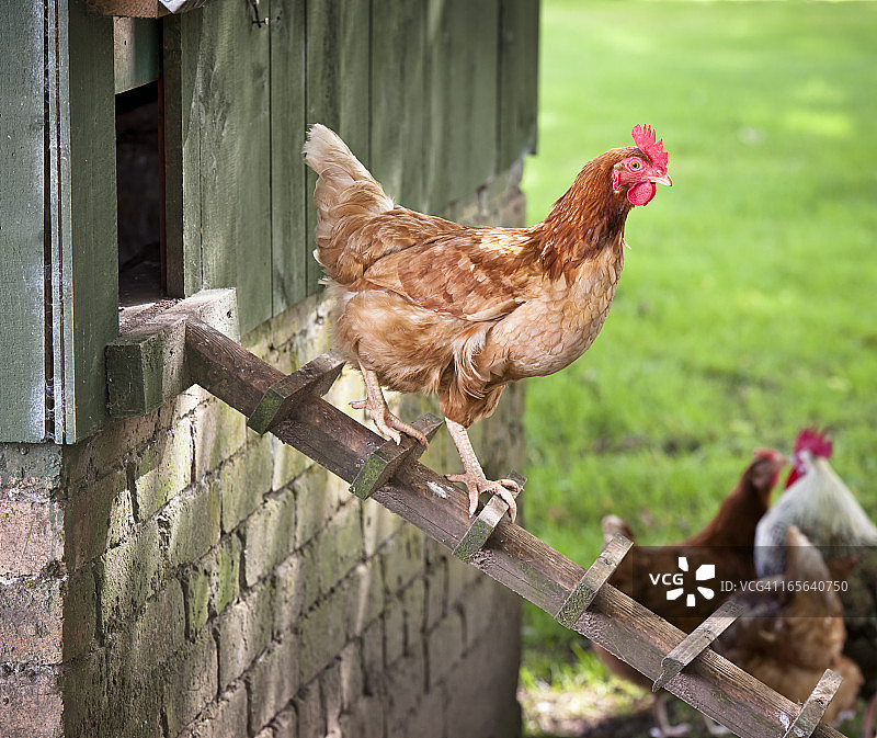 从鸡舍走下来的母鸡图片素材