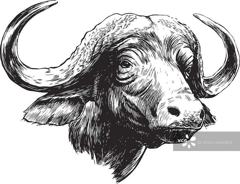 黑白非洲水牛图片素材