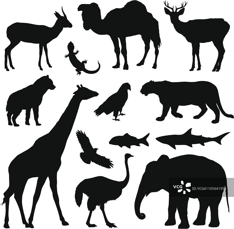 野生动物黑白图片素材图片素材