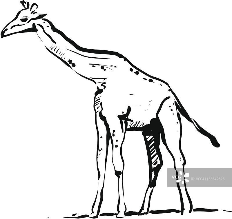 长颈鹿图片素材