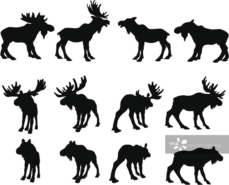 驼鹿剪影（公鹿和母鹿）图片素材