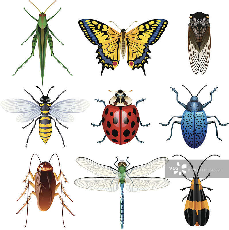 不同昆虫插画图片素材