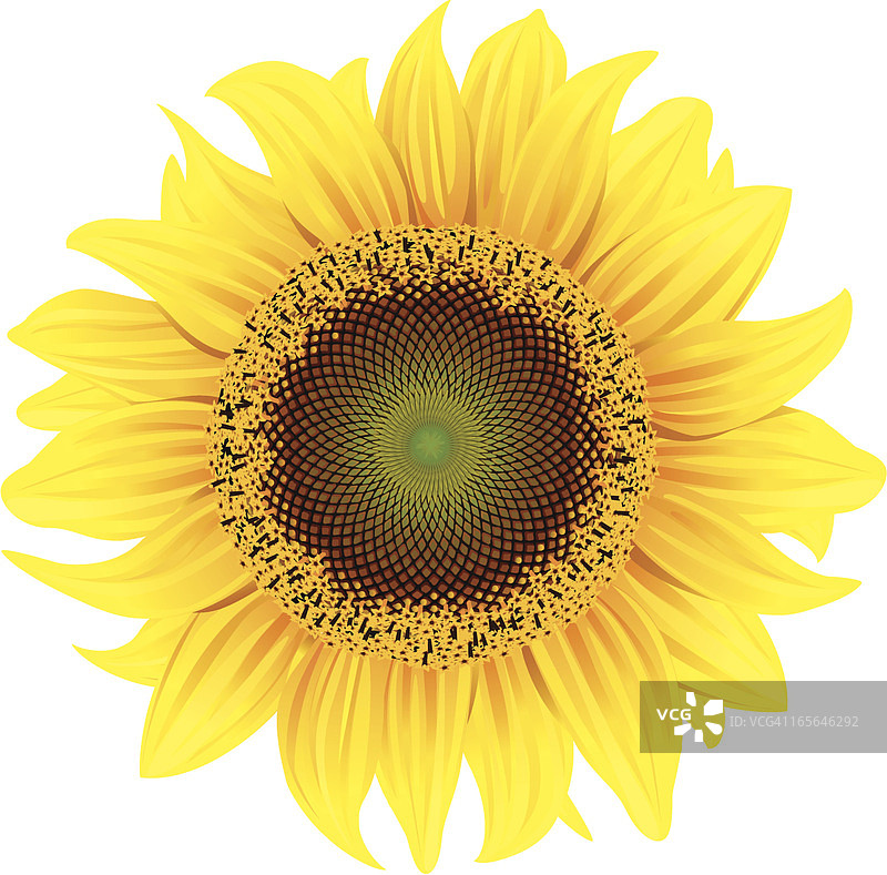 向日葵图片素材