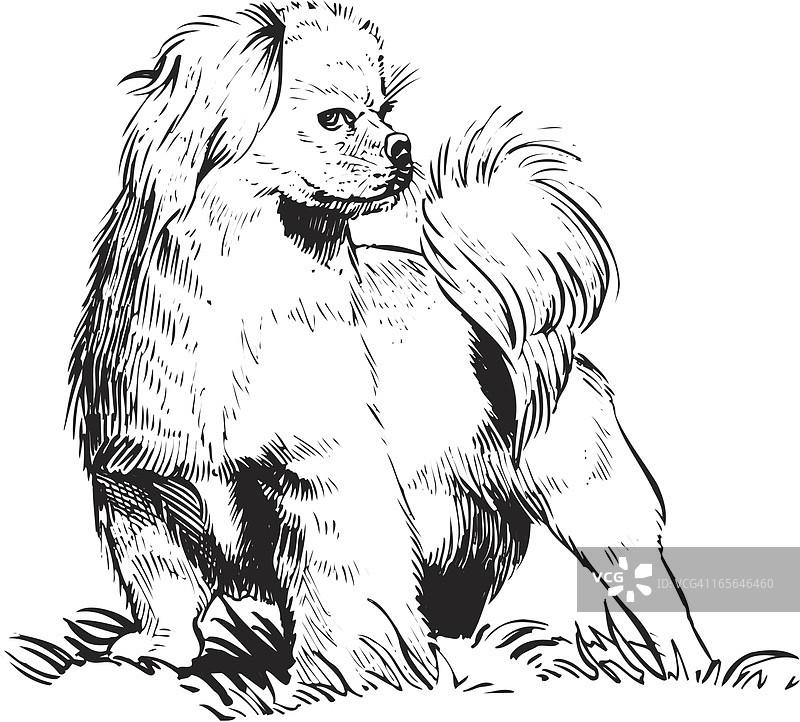 京巴犬图片素材