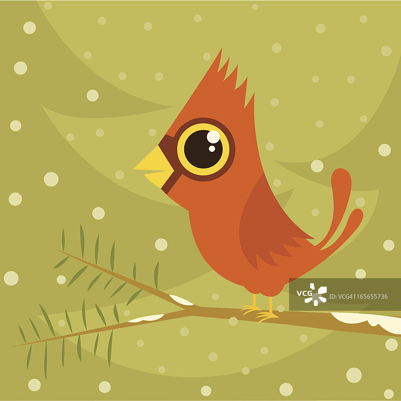 冬季的北美红雀图片素材