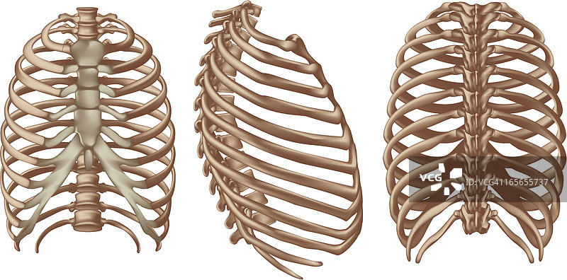 肋骨图片素材