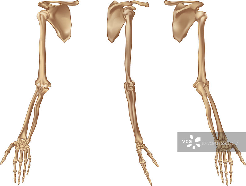 右臂骨骼图片素材