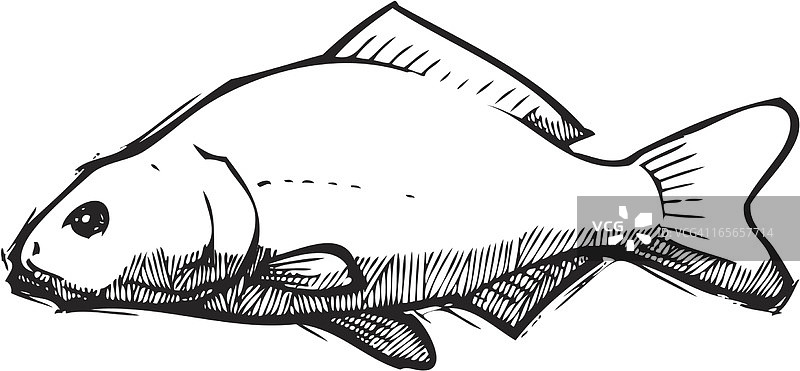 鲤鱼素描图片素材