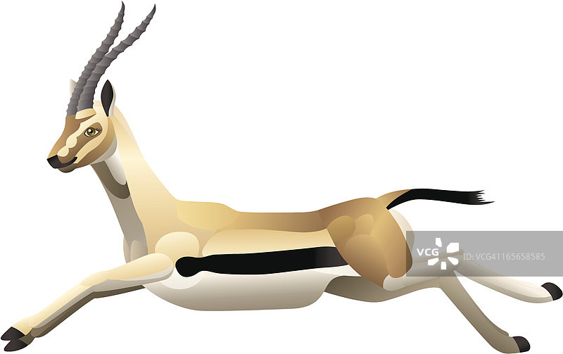 瞪羚图片素材