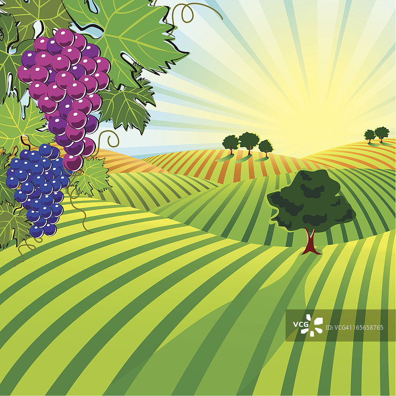葡萄园图片素材