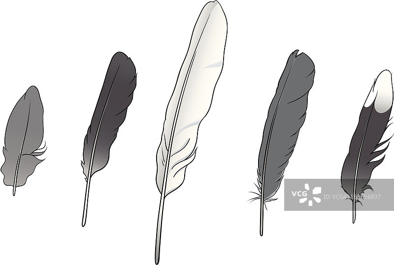 羽毛合集图片素材