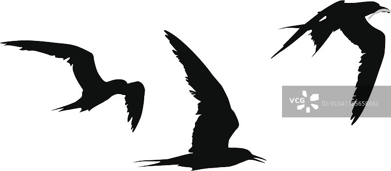 普通燕鸥图片素材