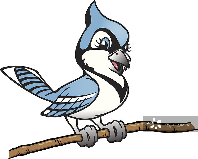 蓝松鸦在树枝上图片素材