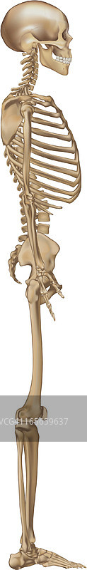 人体骨骼侧视图图片素材