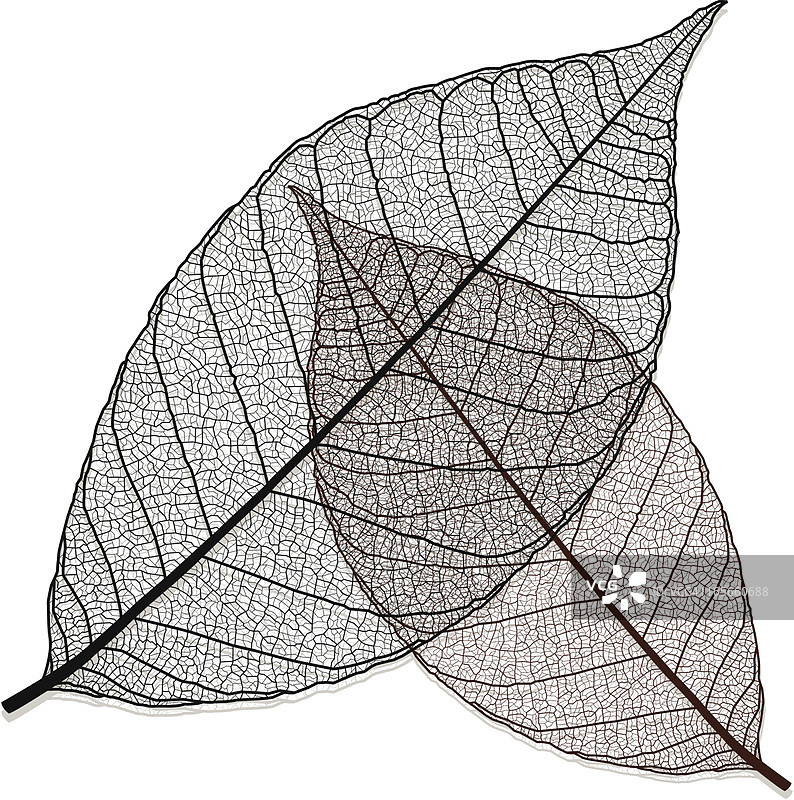 透明叶子图片素材