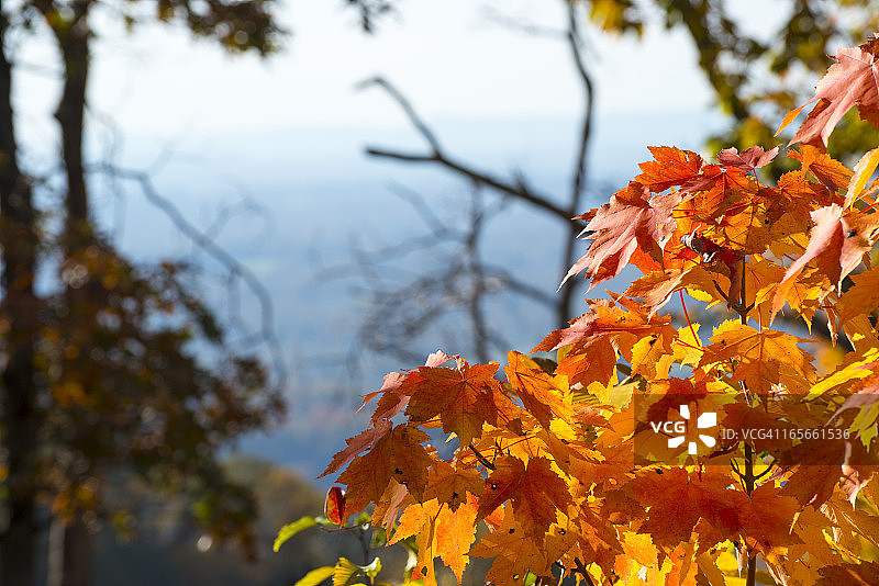 山中的秋季枫叶图片素材