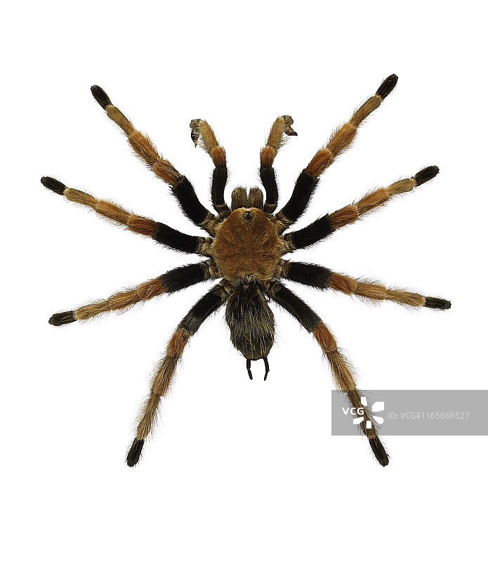 墨西哥血腿狼蛛图片素材