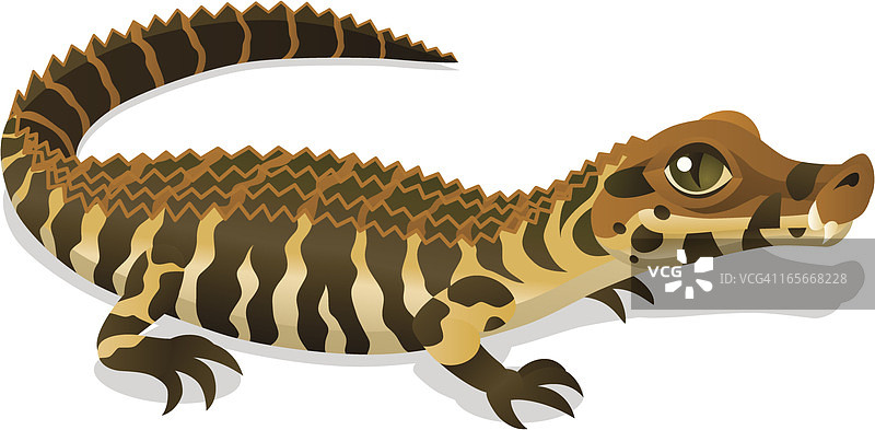 黑色凯门鳄图片素材