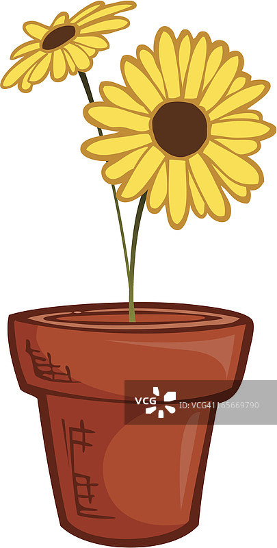 盆栽雏菊植物爱好图片素材