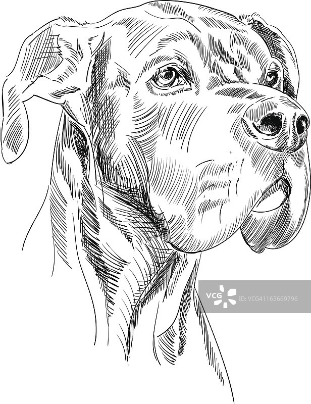 大丹犬头部素描图片素材