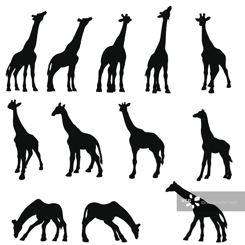 长颈鹿剪影合集图片素材