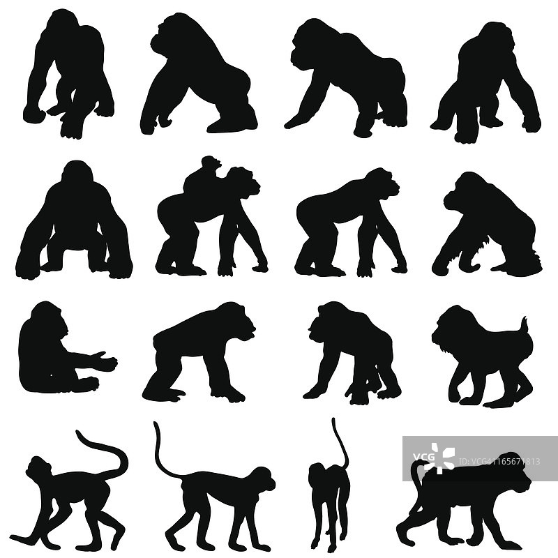 剪影中的猴子和其他灵长类动物图片素材