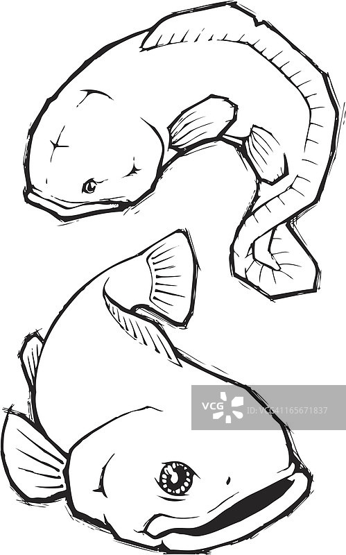 大鱼素描图片素材