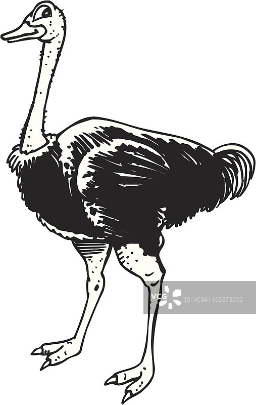 鸵鸟图片素材
